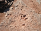 PICTURES/Dinosaur Tracks/t_Tracks4.jpg